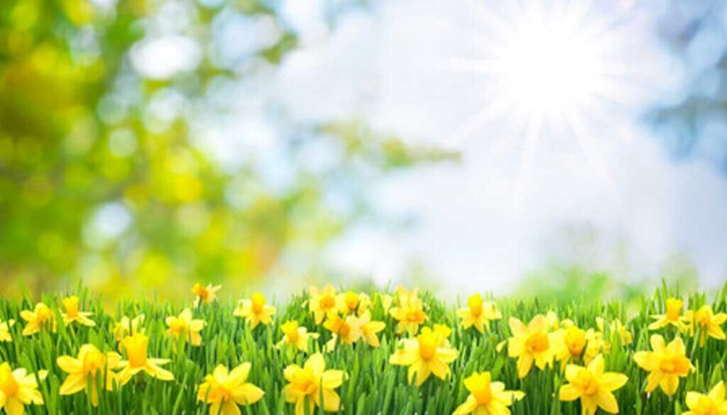 daffodils