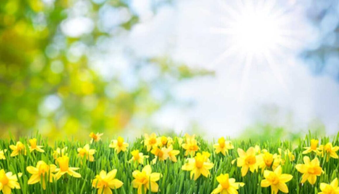 daffodils