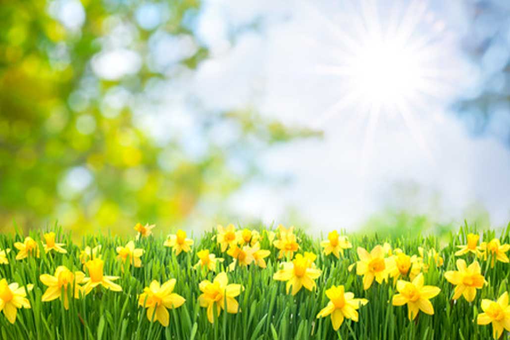 daffodils